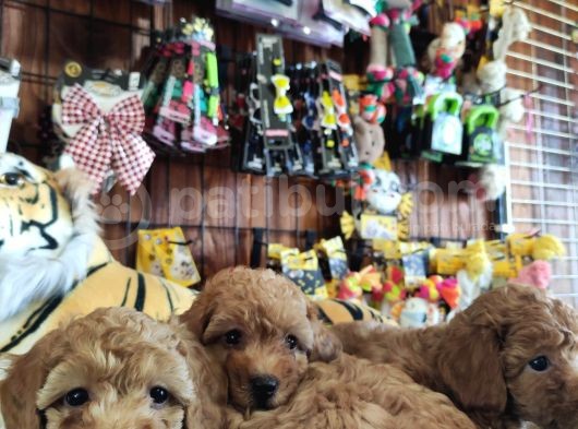 A Scr Muhteşem Toy Poodle  Yavrularimiz görsel