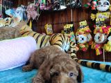 A Scr Muhteşem Toy Poodle  Yavrularimiz