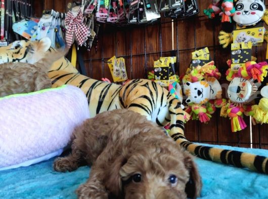 A Scr Muhteşem Toy Poodle  Yavrularimiz görsel