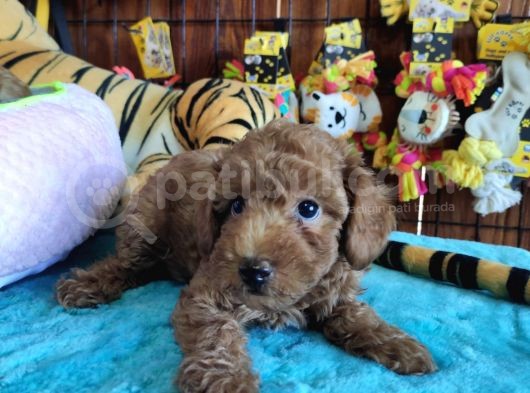 A Scr Muhteşem Toy Poodle  Yavrularimiz görsel