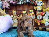 A SCR MUHTEŞEM TOY POODLE  YAVRULARIMIZ