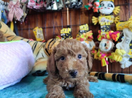 A Scr Muhteşem Toy Poodle  Yavrularimiz