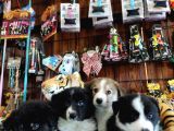 Dunyani̇n En Zeki̇ Irki Border Collie