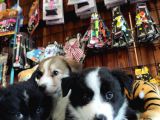Dunyani̇n En Zeki̇ Irki Border Collie