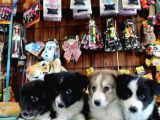 Dunyani̇n En Zeki̇ Irki Border Collie