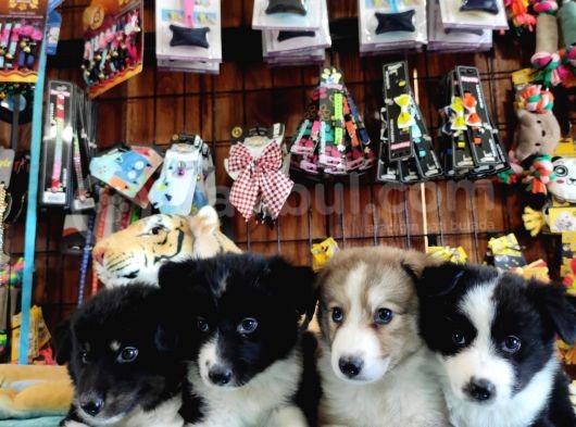 Dunyani̇n En Zeki̇ Irki Border Collie görsel