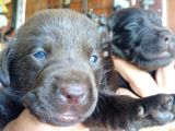 Muhteşem Labrador A Kali̇te Yavrularimiz
