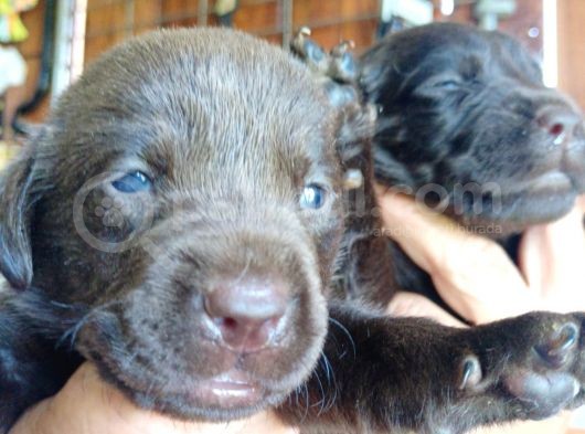 Muhteşem Labrador A Kali̇te Yavrularimiz görsel