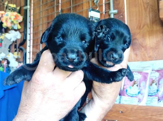 Muhteşem Labrador A Kali̇te Yavrularimiz görsel