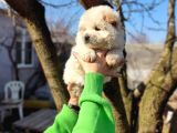 Irkının En Güzeli Beyaz Chow Chow Yavrularımız