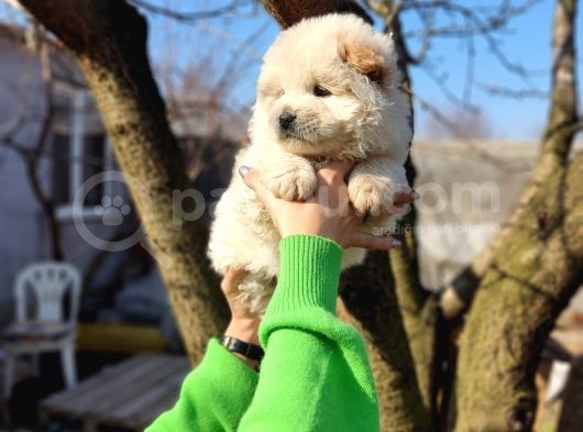 Irkının En Güzeli Beyaz Chow Chow Yavrularımız görsel
