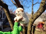 Irkının En Güzeli Beyaz Chow Chow Yavrularımız