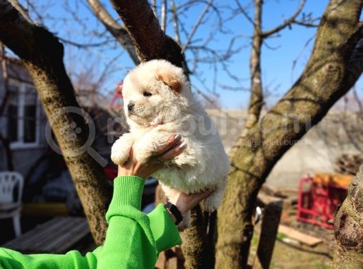 Irkının En Güzeli Beyaz Chow Chow Yavrularımız görsel