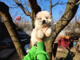 Irkının En Güzeli Beyaz Chow Chow Yavrularımız