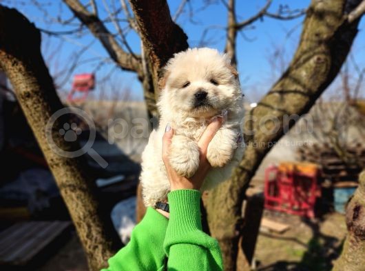 Irkının En Güzeli Beyaz Chow Chow Yavrularımız görsel