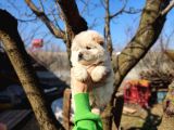 Irkının En Güzeli Beyaz Chow Chow Yavrularımız
