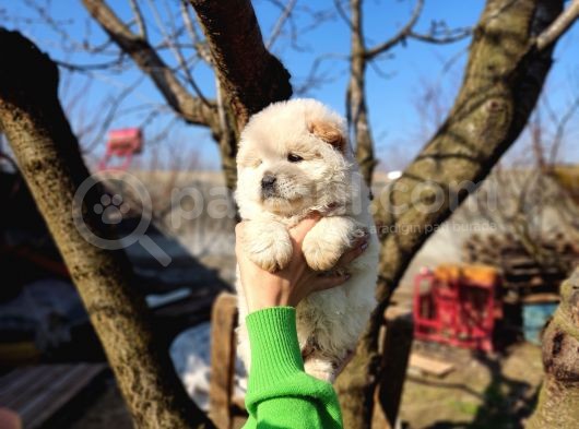Irkının En Güzeli Beyaz Chow Chow Yavrularımız görsel