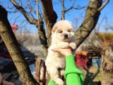 Irkının En Güzeli Beyaz Chow Chow Yavrularımız