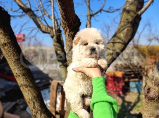 Irkının En Güzeli Beyaz Chow Chow Yavrularımız görsel