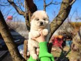Irkının En Güzeli Beyaz Chow Chow Yavrularımız
