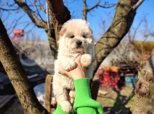 Irkının En Güzeli Beyaz Chow Chow Yavrularımız görsel