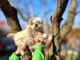 Irkının En Güzeli Beyaz Chow Chow Yavrularımız