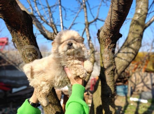 Irkının En Güzeli Beyaz Chow Chow Yavrularımız