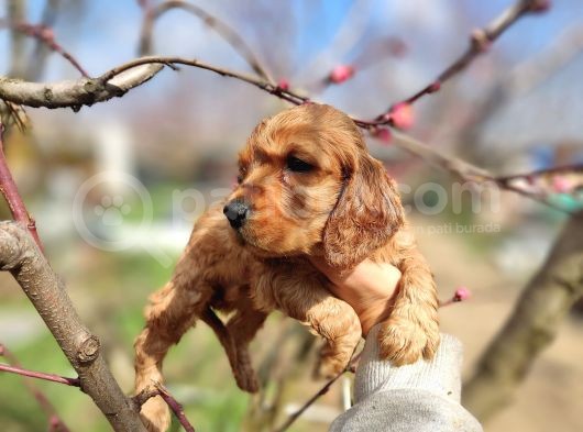 American Cocker Yavrularımız görsel