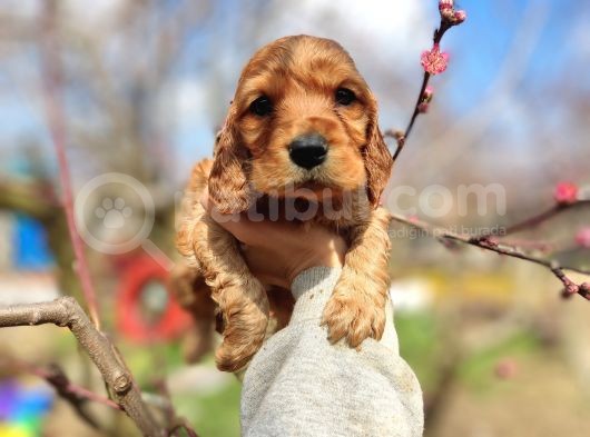 American Cocker Yavrularımız görsel