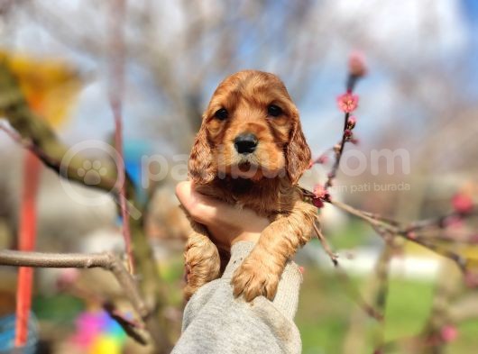 American Cocker Yavrularımız görsel