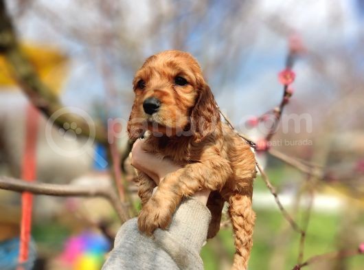American Cocker Yavrularımız görsel