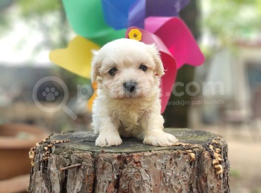 Maltese Terrier Bebeklerimiz görsel