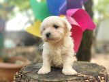 Maltese Terrier Bebeklerimiz