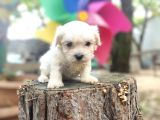 Maltese Terrier Bebeklerimiz