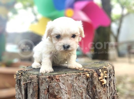 Maltese Terrier Bebeklerimiz görsel