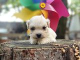 Maltese Terrier Bebeklerimiz