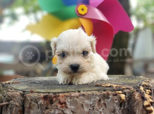 Maltese Terrier Bebeklerimiz