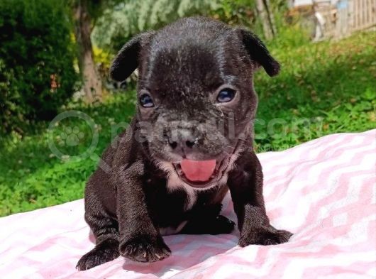 2 Aylık French Bulldog Yavruları görsel