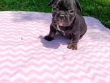 2 Aylık French Bulldog Yavruları