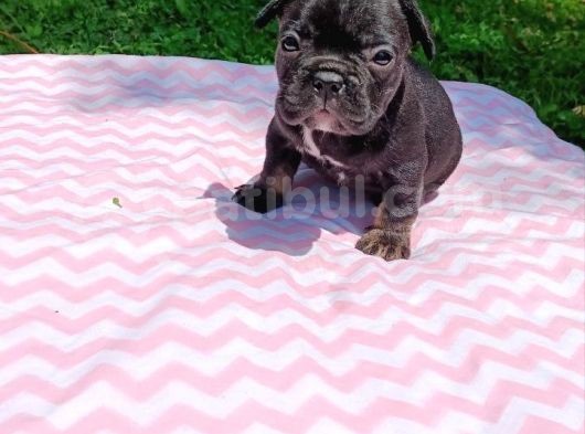 2 Aylık French Bulldog Yavruları görsel
