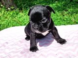 2 Aylık French Bulldog Yavruları