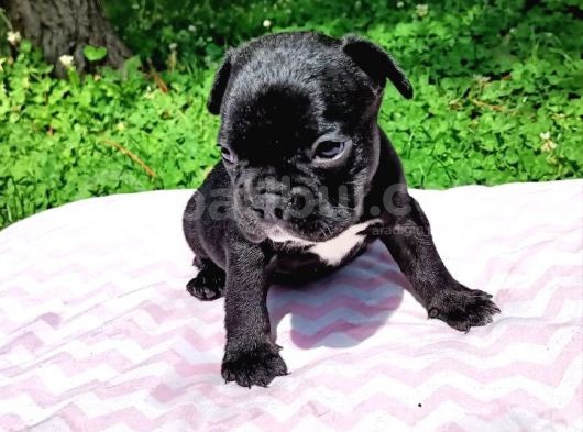 2 Aylık French Bulldog Yavruları görsel