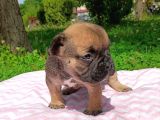 2 aylık french bulldog yavruları