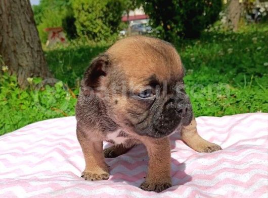 2 Aylık French Bulldog Yavruları