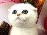 Scottish Fold Ny12