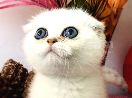 Scottish Fold Ny12 görsel