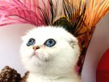 Scottish Fold Ny12