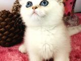 Scottish Fold Ny12