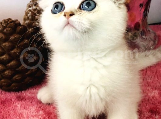 Scottish Fold Ny12 görsel