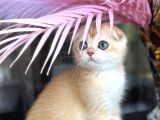 Scottish Fold Ny12